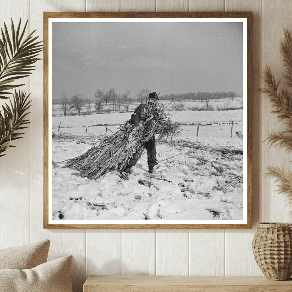 Oscar Gaither Dragging Fodder for Horses February 1937