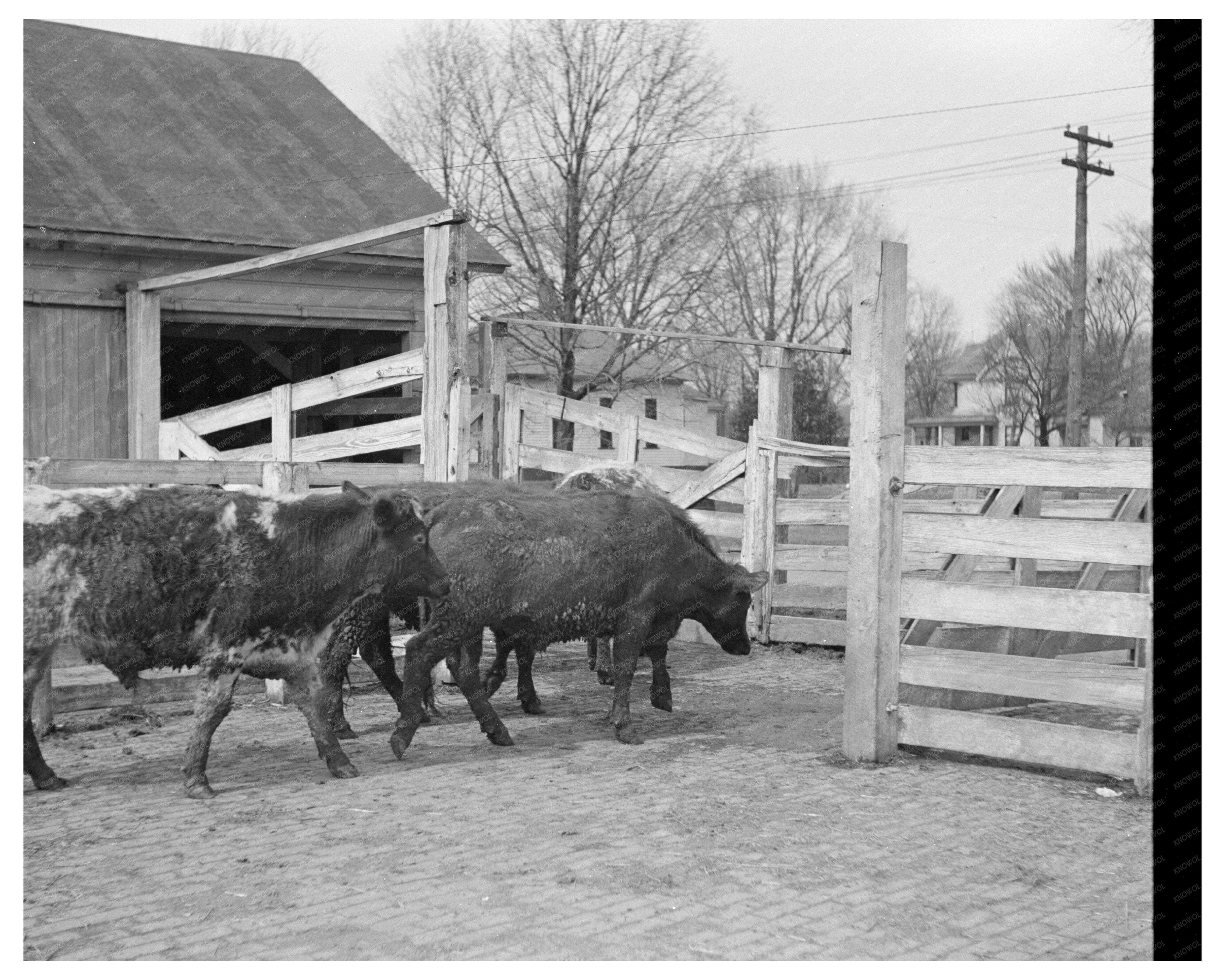 Cattle Weighing at Aledo Stockyards March 1937