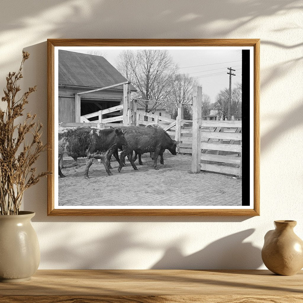 Cattle Weighing at Aledo Stockyards March 1937