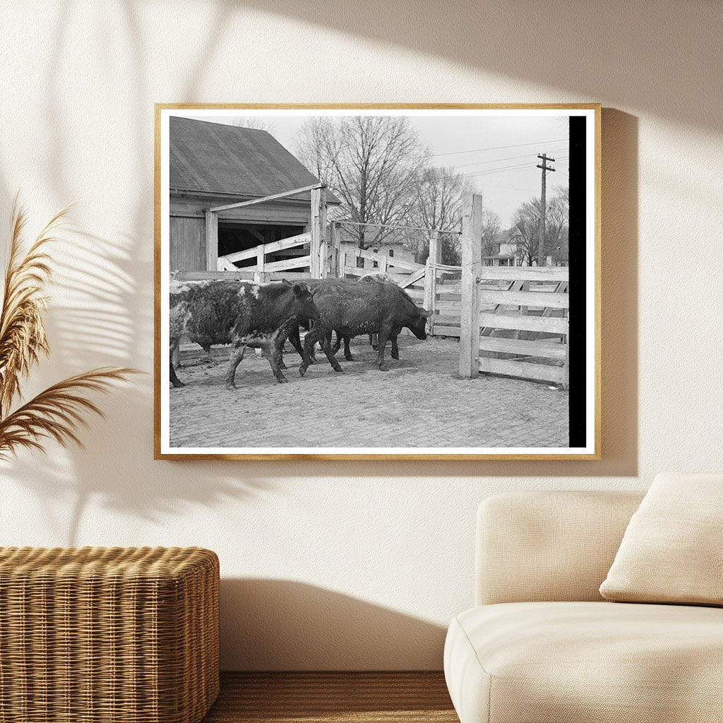 Cattle Weighing at Aledo Stockyards March 1937