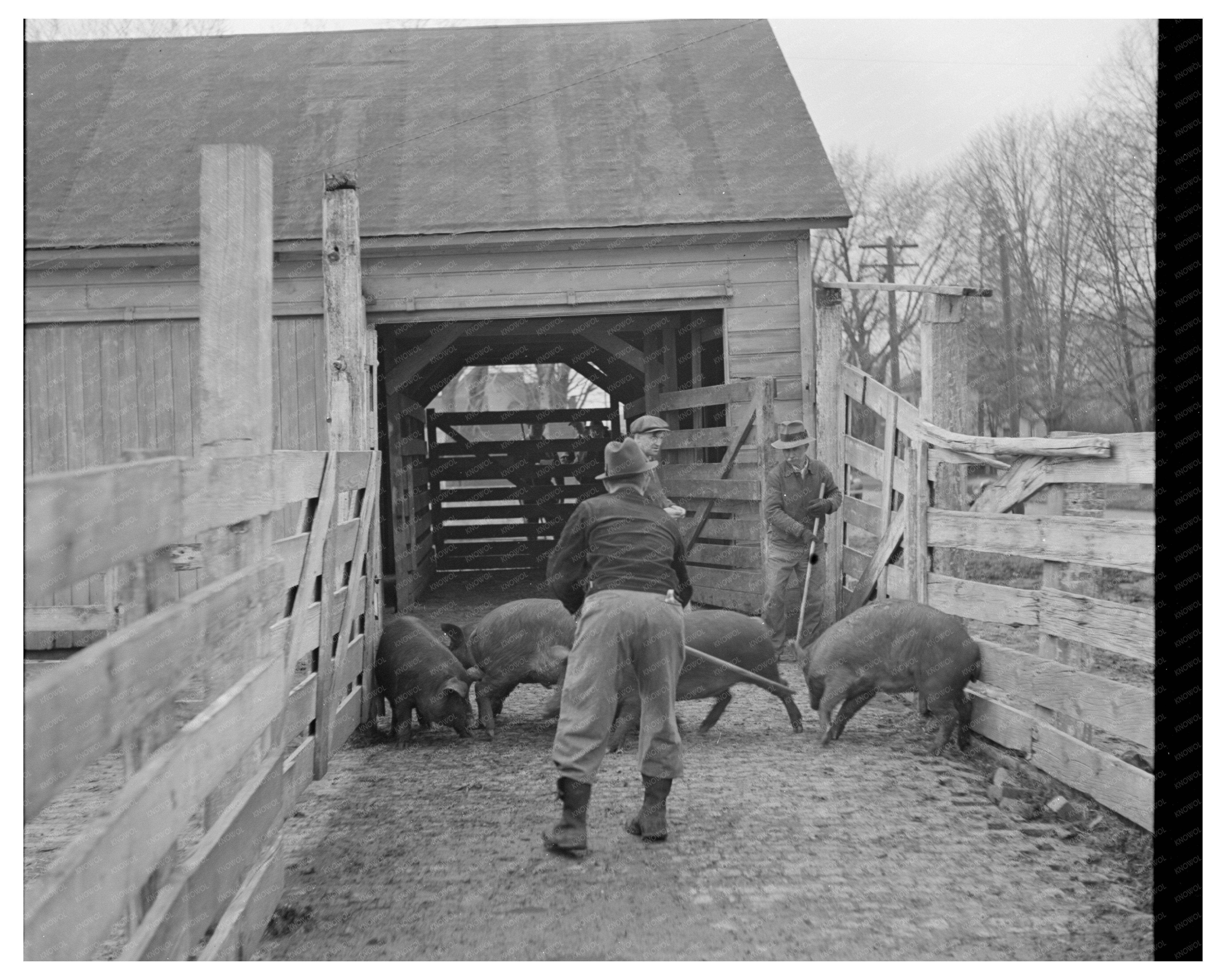 Hogs Weighed at Aledo Stockyards Mercer County 1937