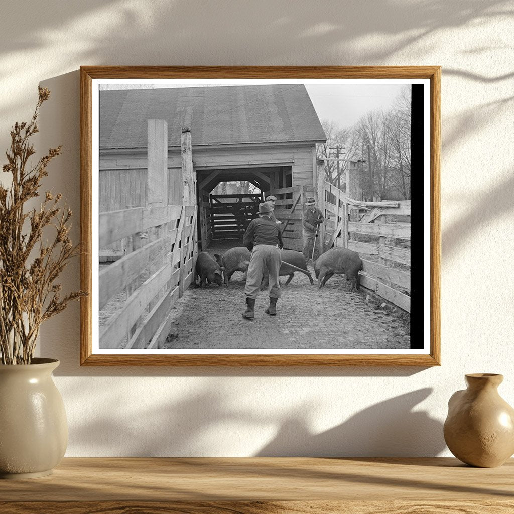 Hogs Weighed at Aledo Stockyards Mercer County 1937