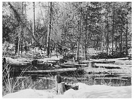 Logs and Deadfalls in Gogebic County April 1937