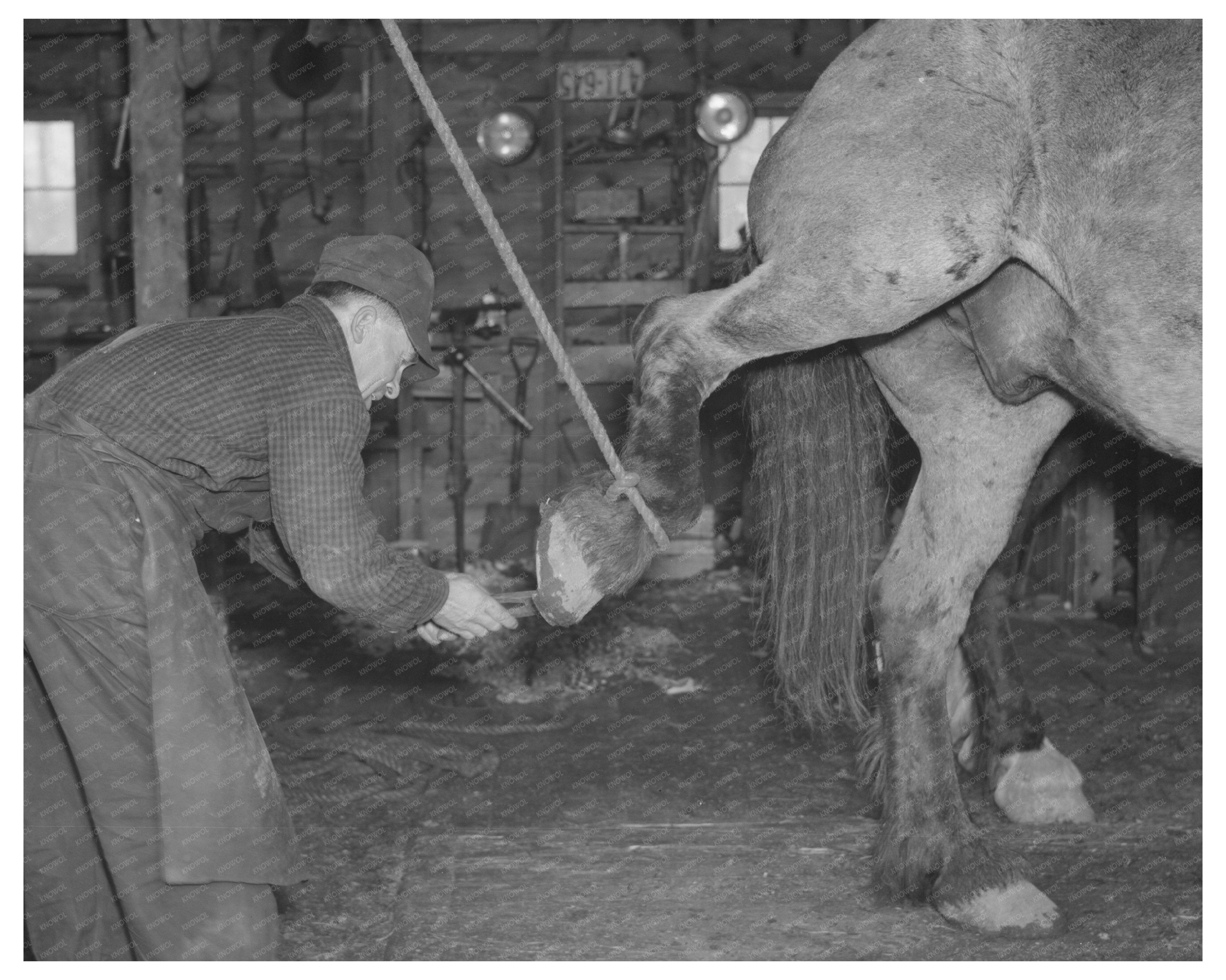 Blacksmith Shoe Removal from Horse in Forest County 1937