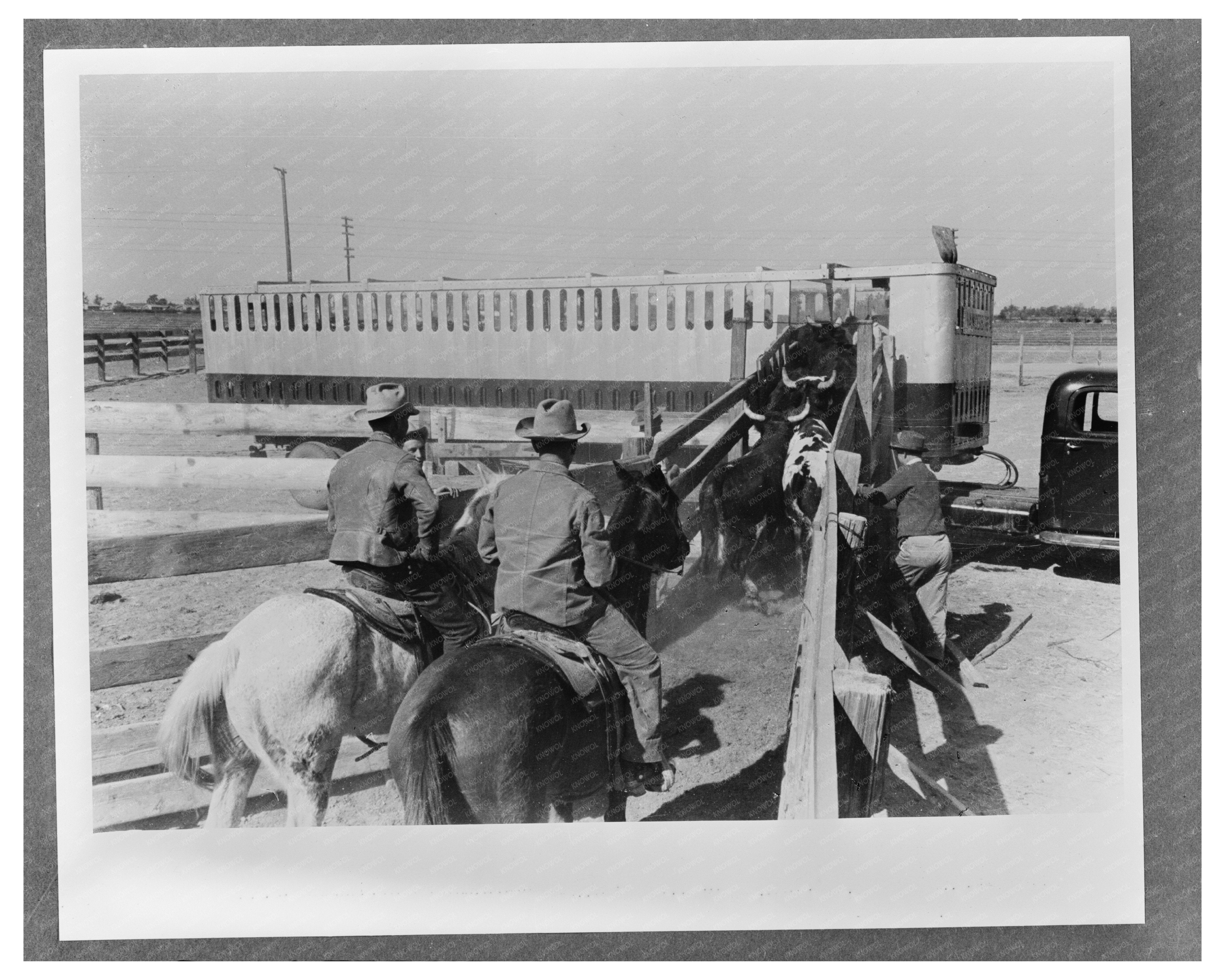 Cattle Loading for Shipment March 1942 Brawley California