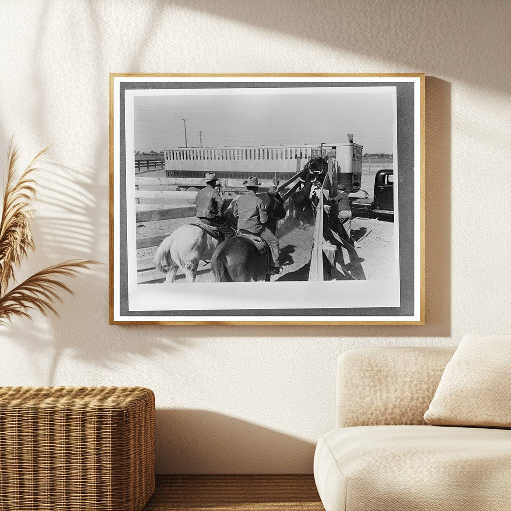 Cattle Loading for Shipment March 1942 Brawley California