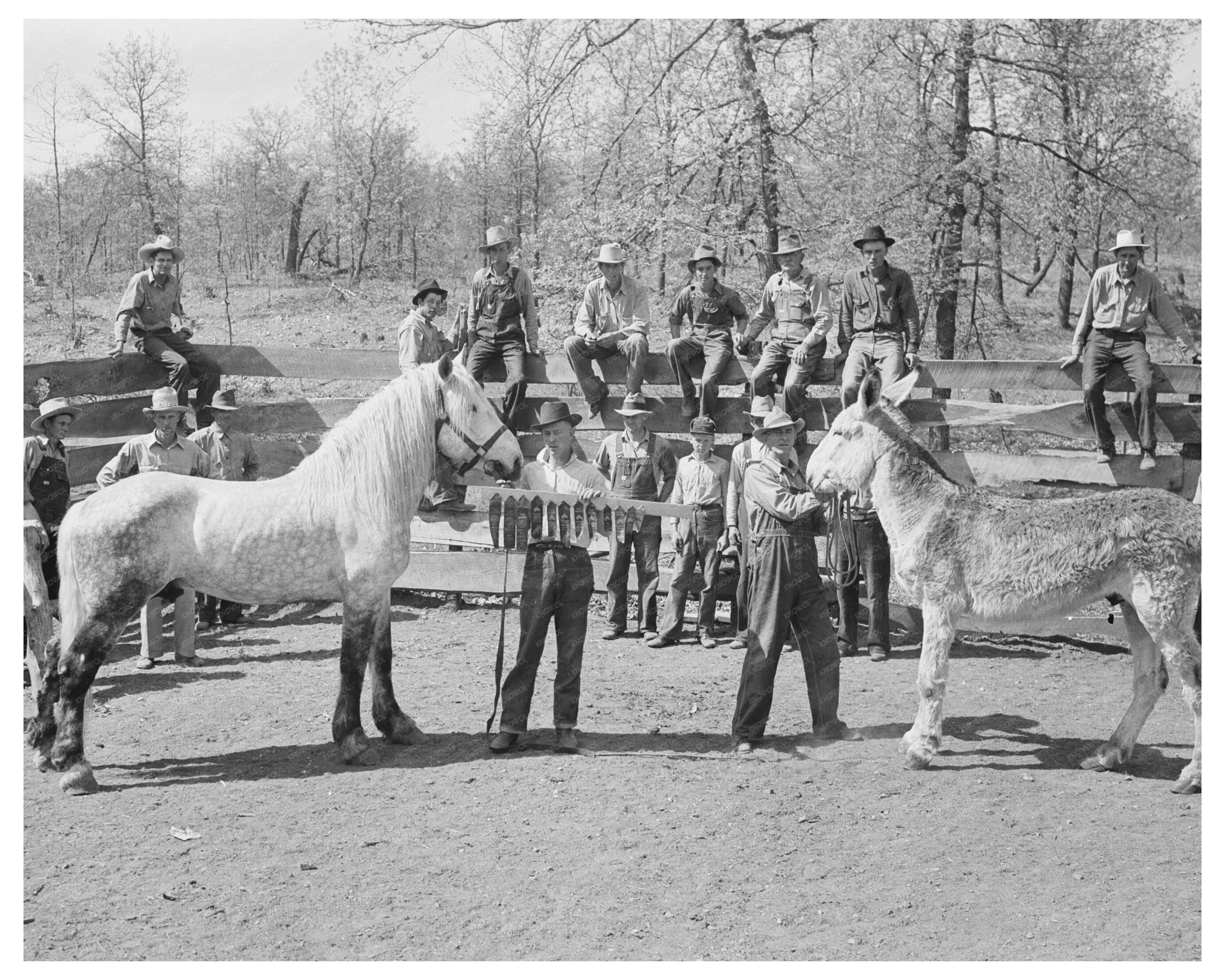Prizewinning Stallion Cherokee County Oklahoma 1939