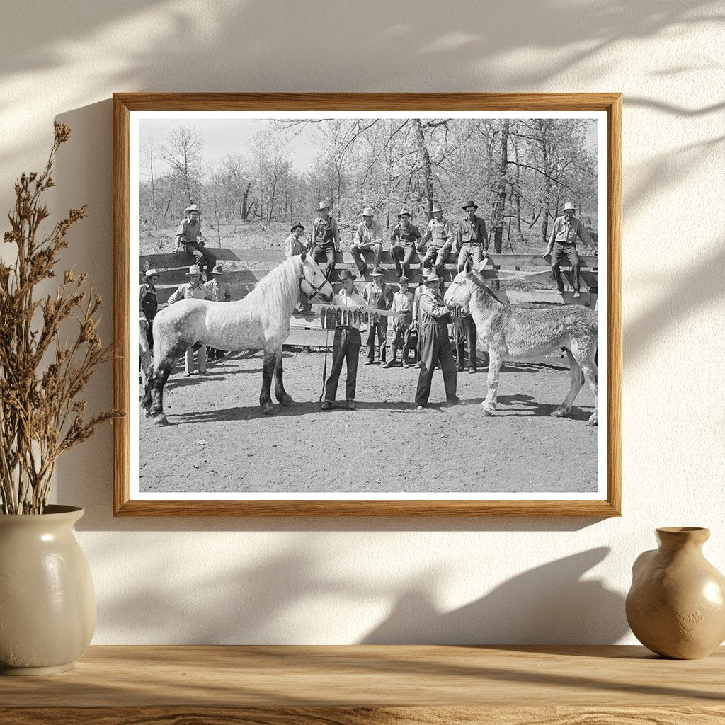 Prizewinning Stallion Cherokee County Oklahoma 1939