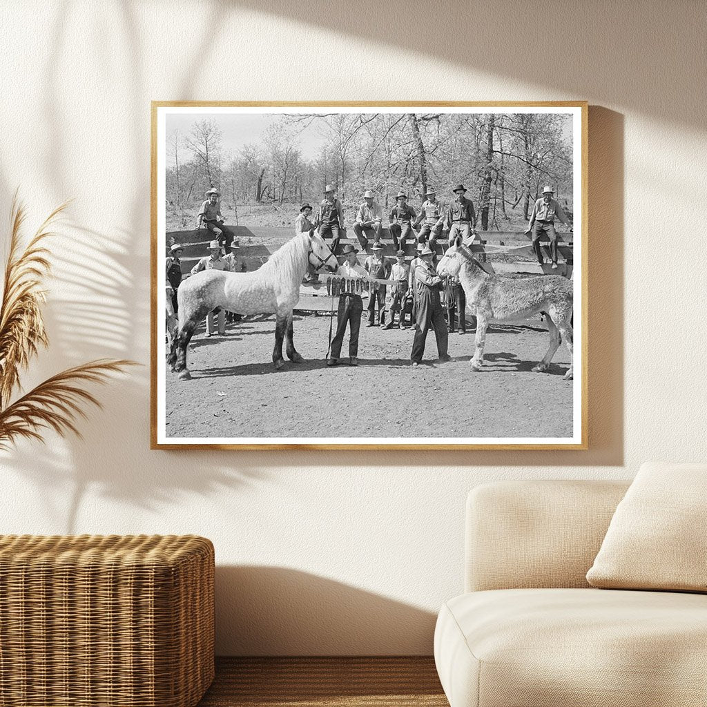 Prizewinning Stallion Cherokee County Oklahoma 1939