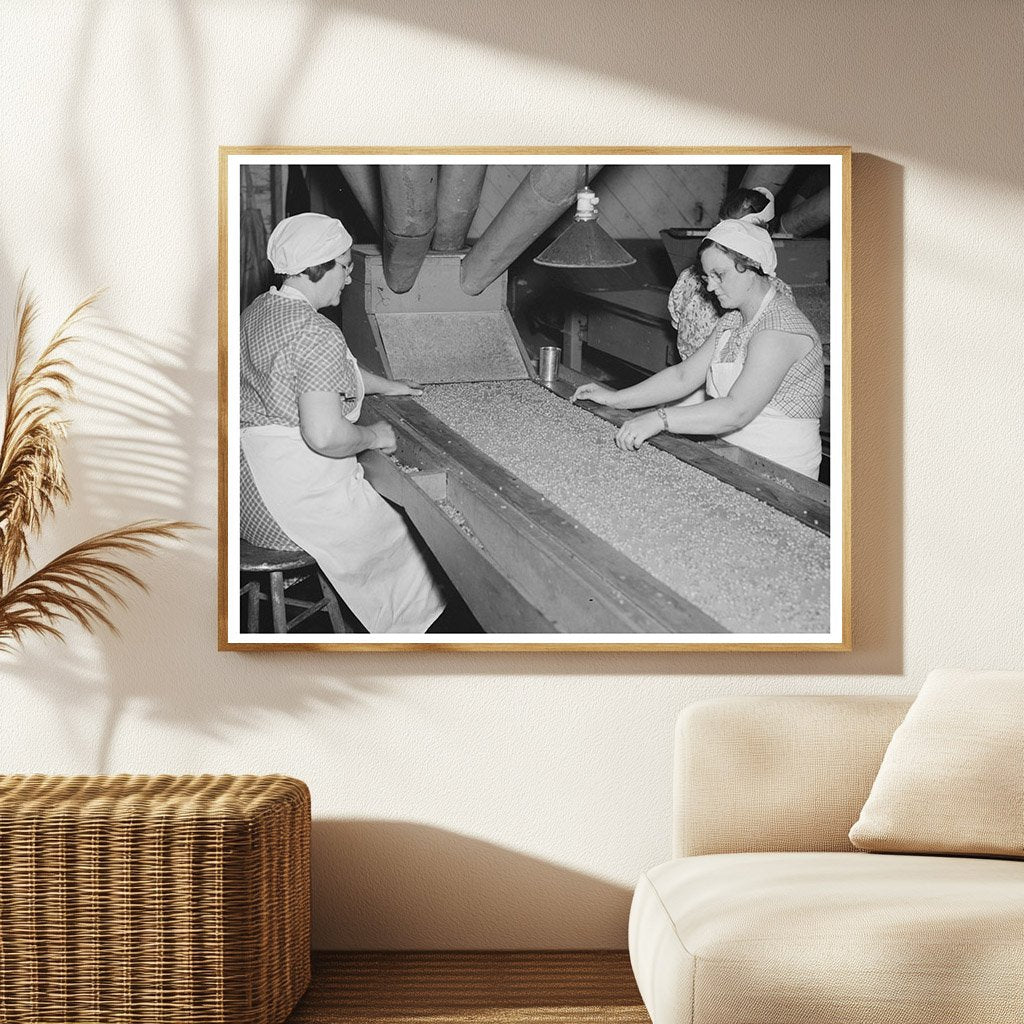 Canning Factory Pea Selection Process Sun Prairie 1937