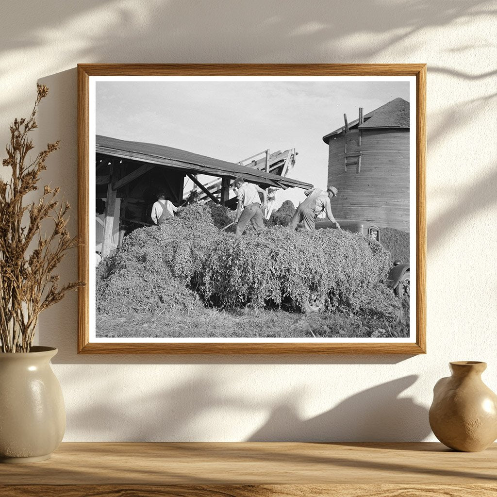 Pea Vines Unloading at Sun Prairie Vinery July 1937