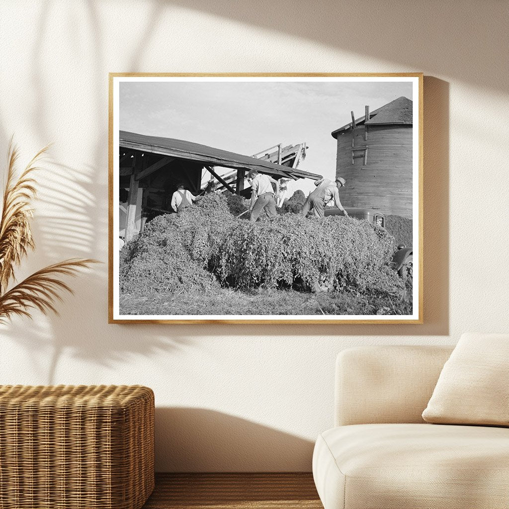 Pea Vines Unloading at Sun Prairie Vinery July 1937