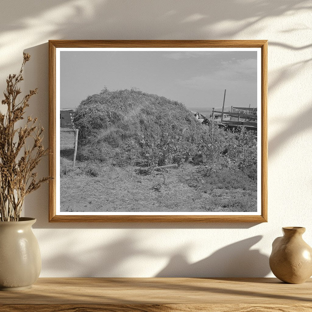 Thistle Hay Stacked in Williams County North Dakota 1937