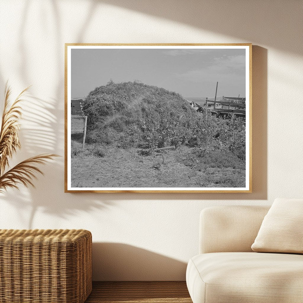 Thistle Hay Stacked in Williams County North Dakota 1937
