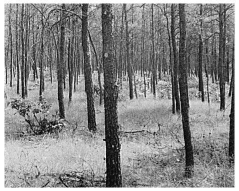 Jack Pine Stand Land Use Project Black River Falls 1937