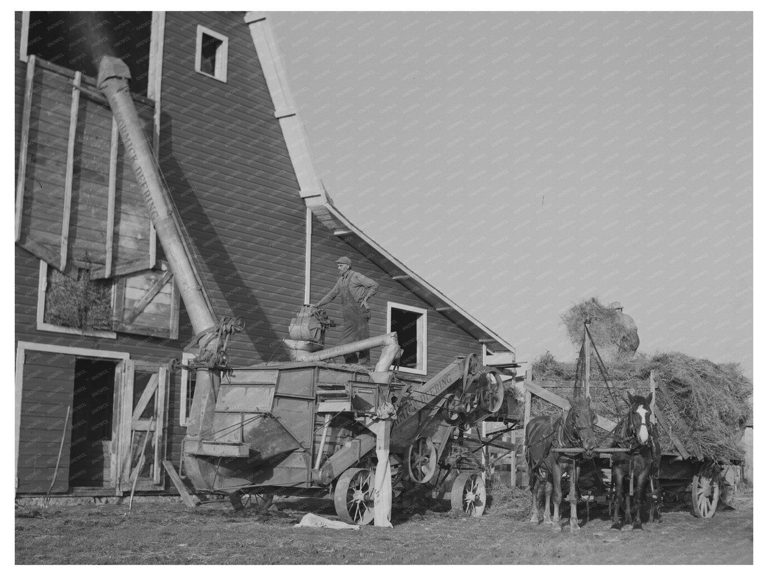 Threshing Alfalfa for Seed in Littlefork Minnesota 1937