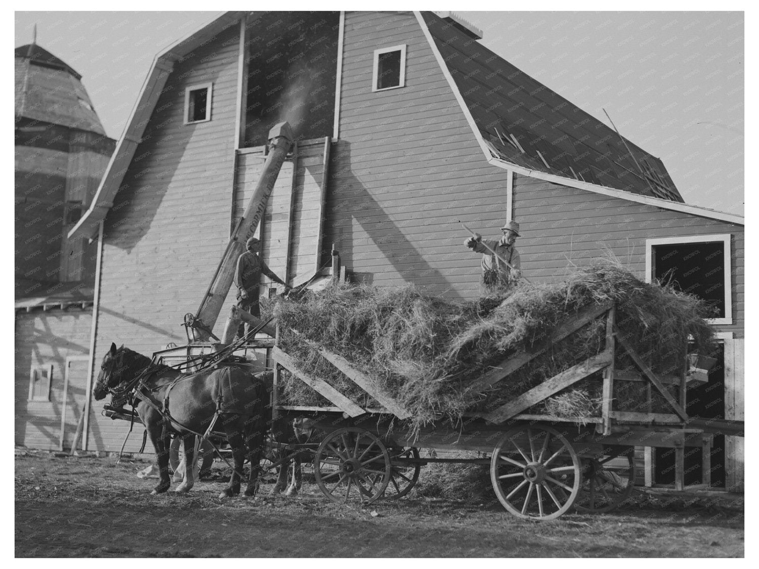 Threshing Alfalfa Seed Littlefork Minnesota 1937