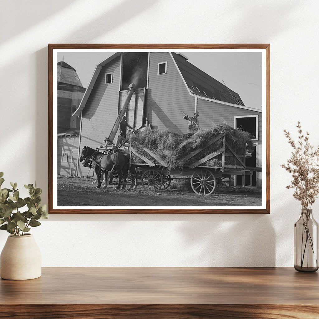 Threshing Alfalfa Seed Littlefork Minnesota 1937