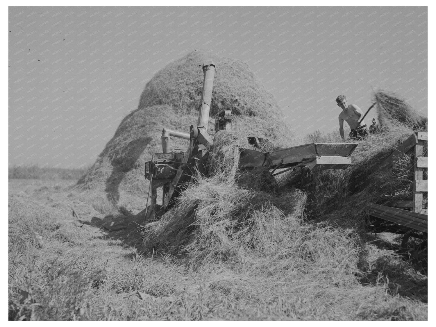 Threshing Alfalfa in Koochiching County Minnesota 1937
