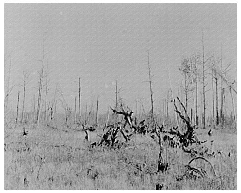 Cut-over Land in Koochiching County Minnesota 1937