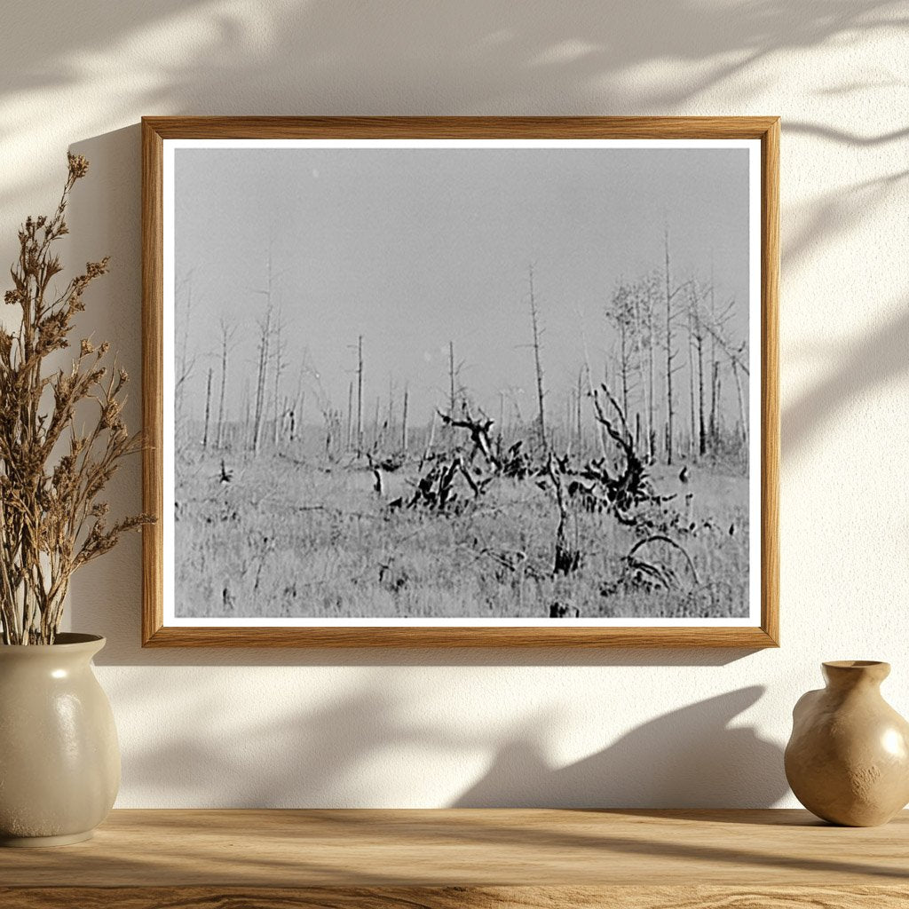 Cut-over Land in Koochiching County Minnesota 1937