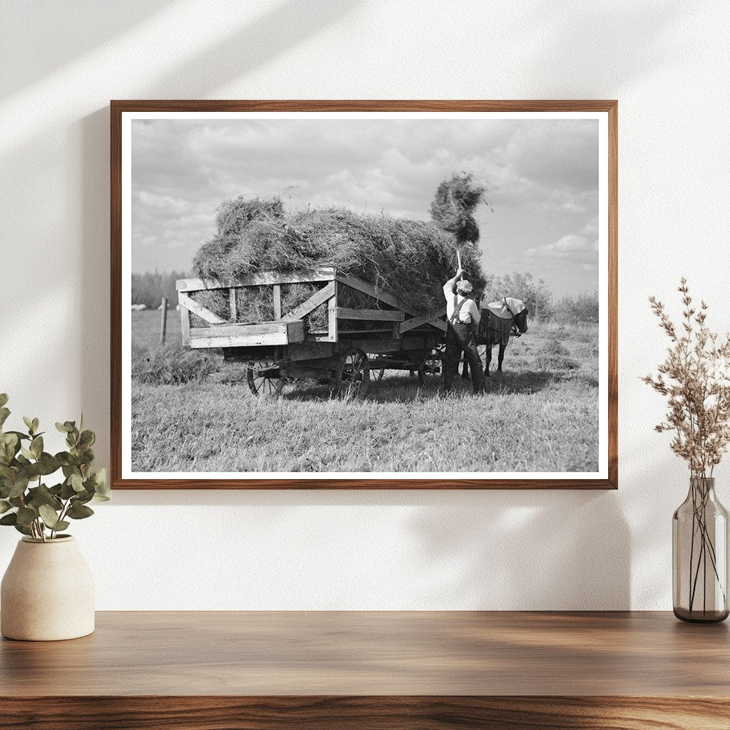 J W Panchot Pitching Alfalfa Hay Minnesota September 1937