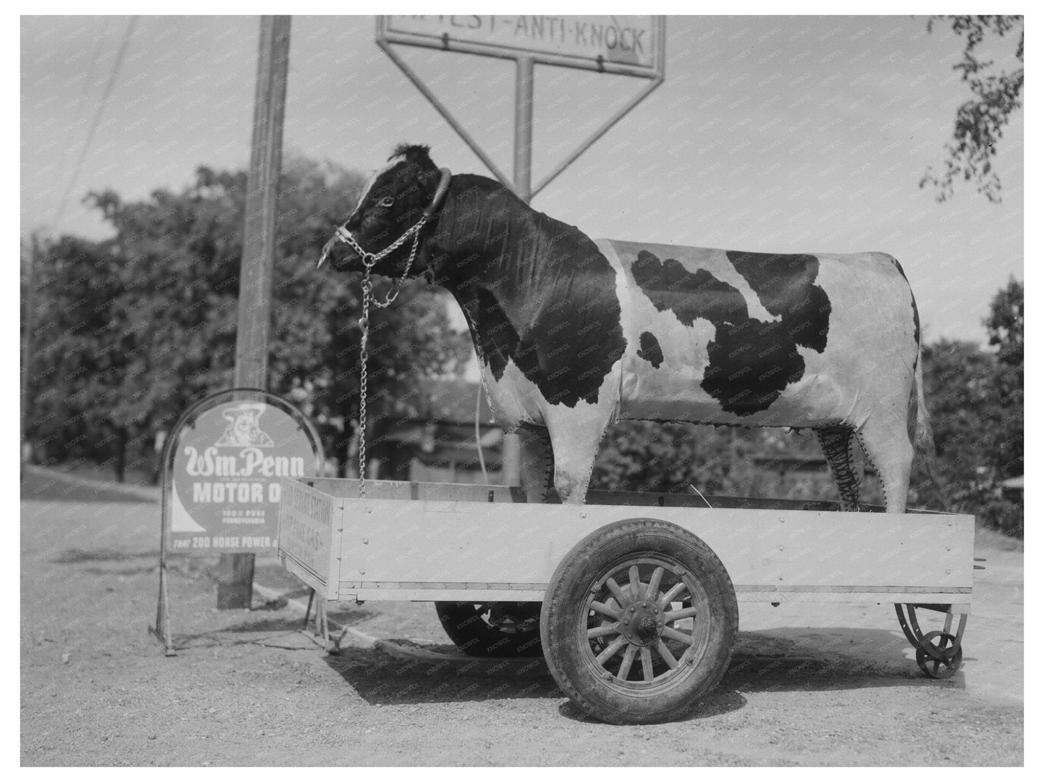 Stuffed Bull Display at Minnesota Gas Station 1937