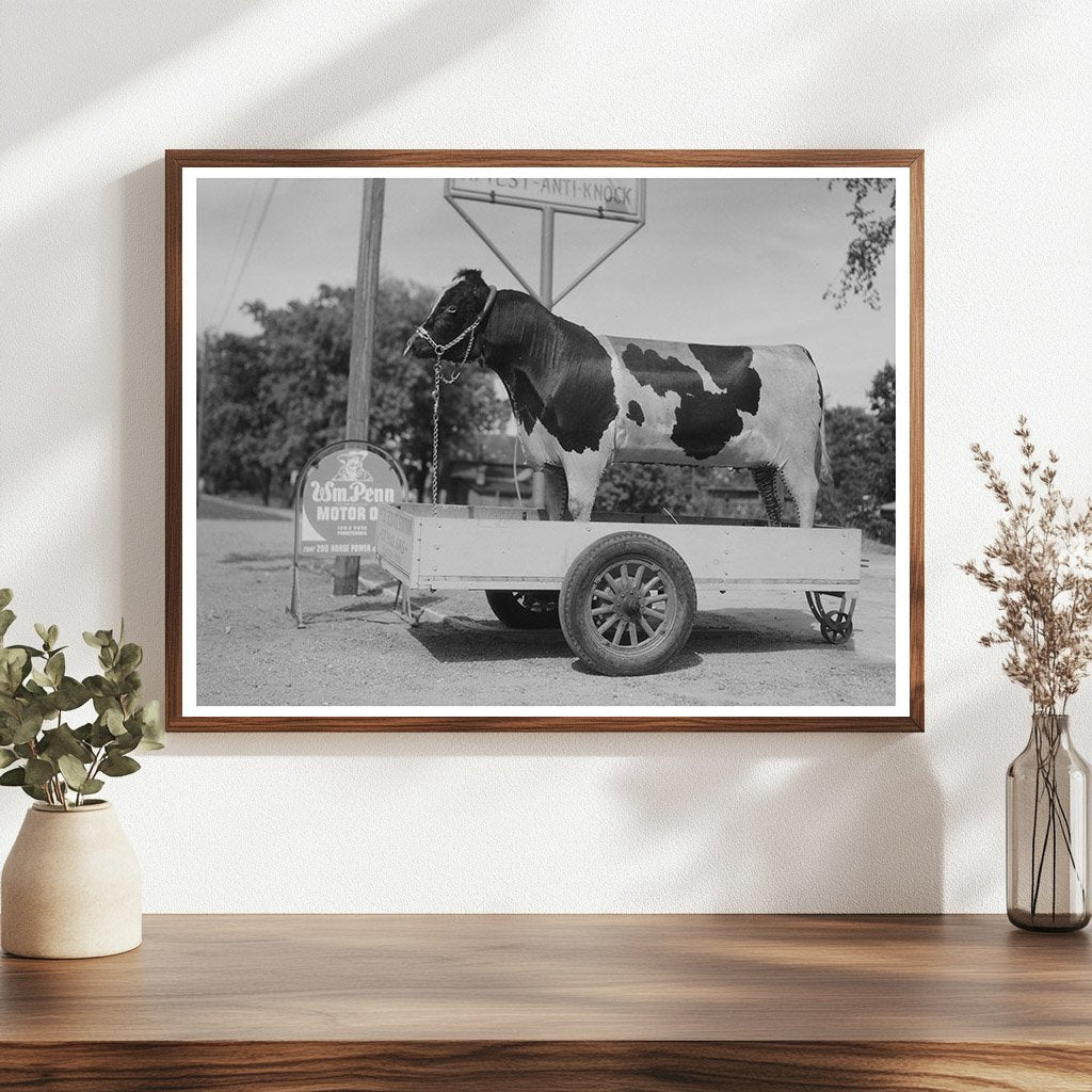 Stuffed Bull Display at Minnesota Gas Station 1937