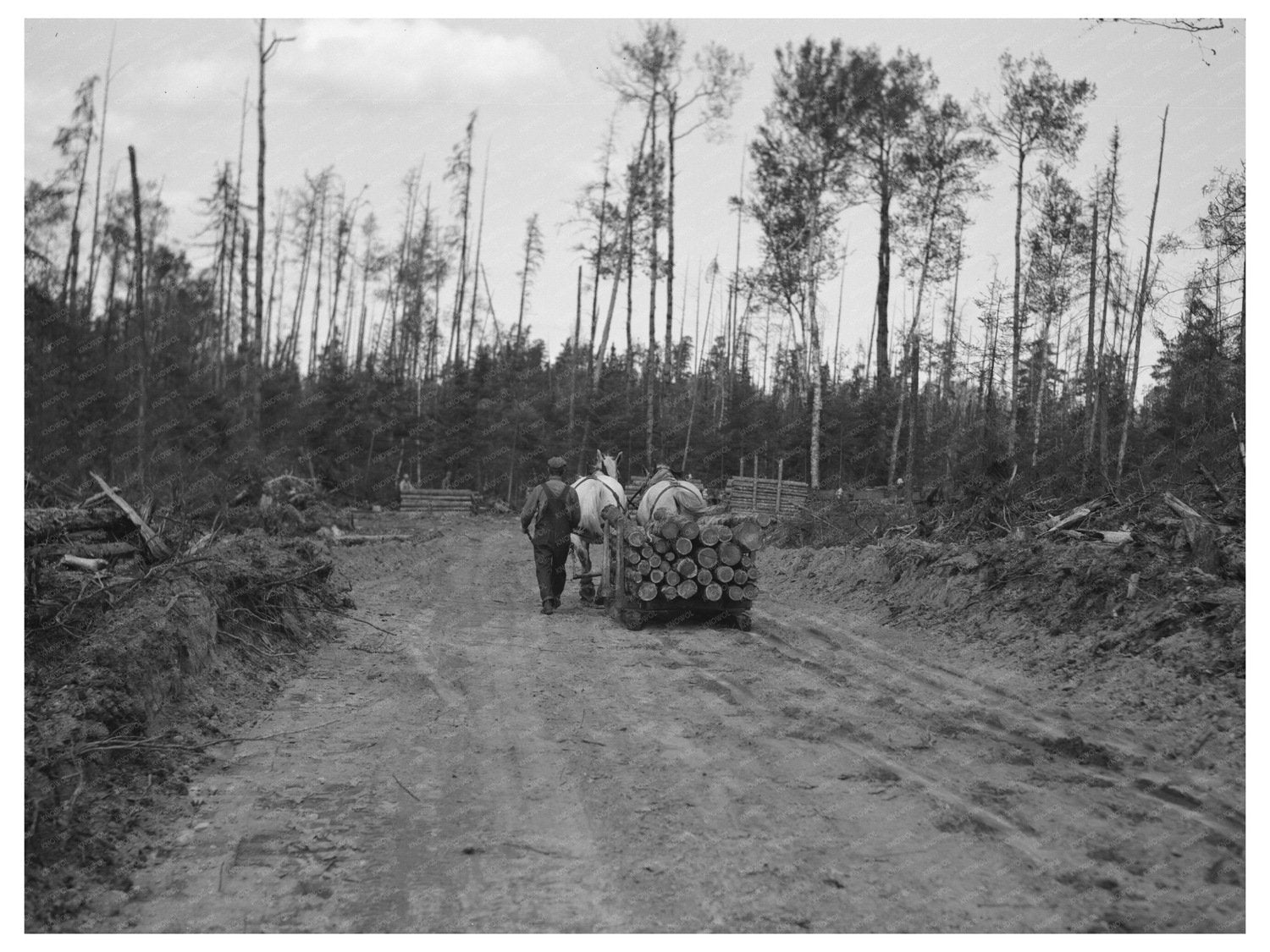 Lumberjacks Dragging Pulpwood Effie Minnesota 1937