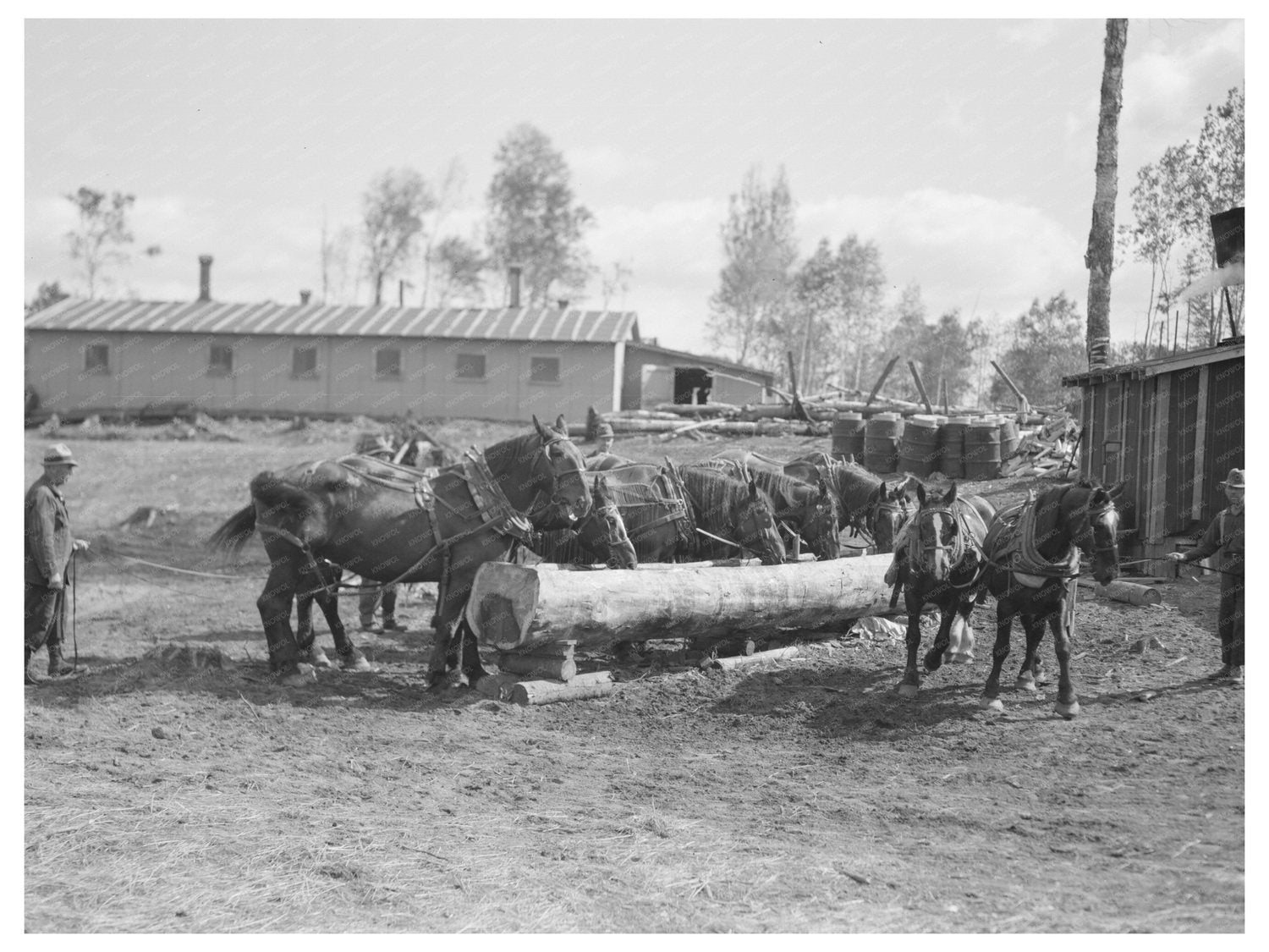 Horses Watering at Lumber Camp Effie Minnesota 1937