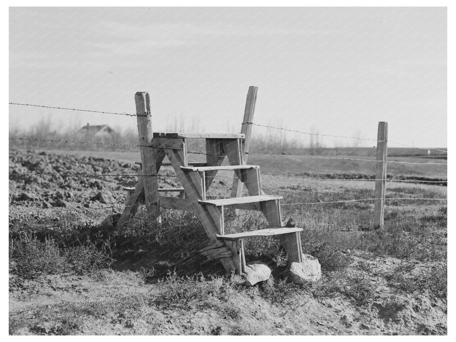 Crossing a Barbed Wire Fence in Montana 1937