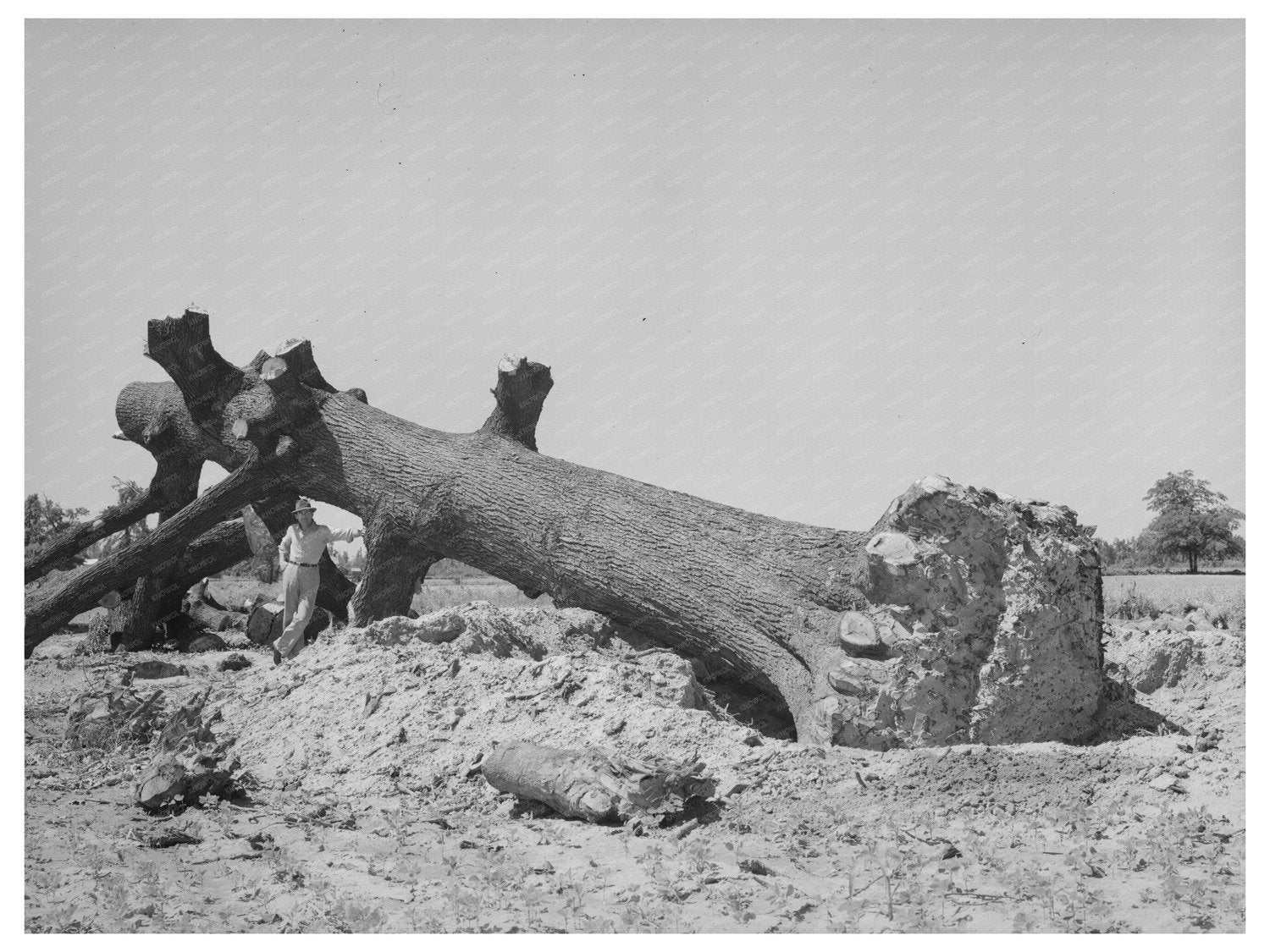 Cut Oak Tree Southeast Missouri 1938 FSA Collection