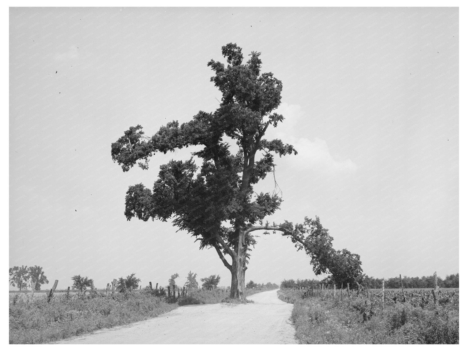 Hanging Tree in New Madrid County Missouri May 1938