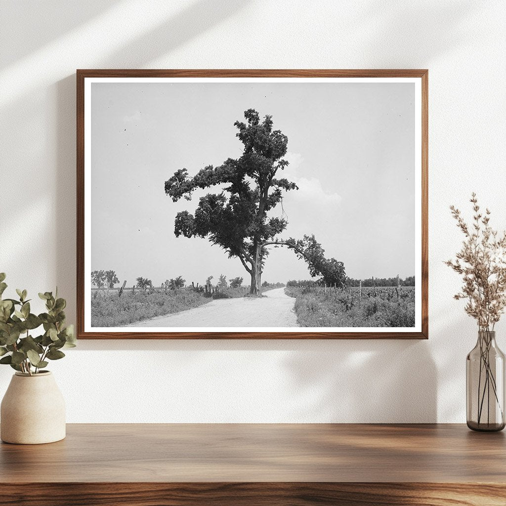 Hanging Tree in New Madrid County Missouri May 1938
