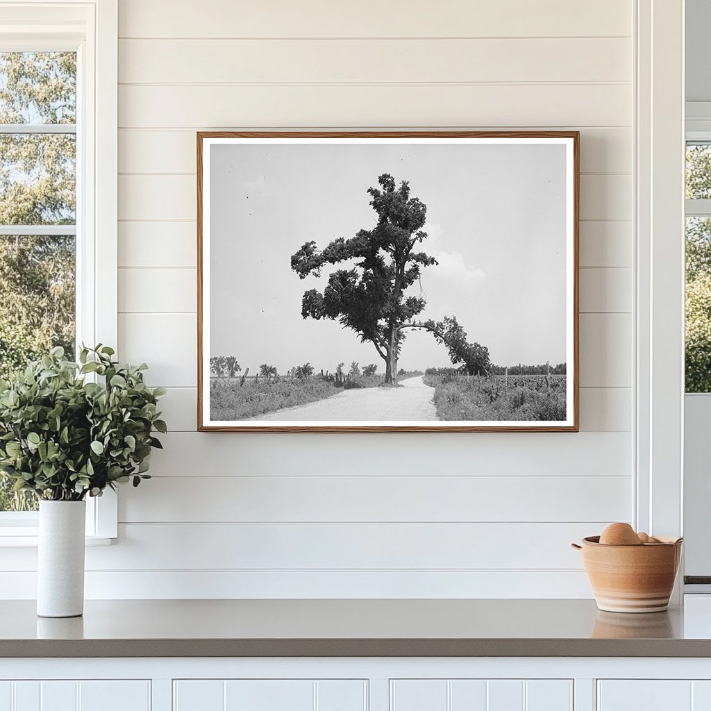 Hanging Tree in New Madrid County Missouri May 1938