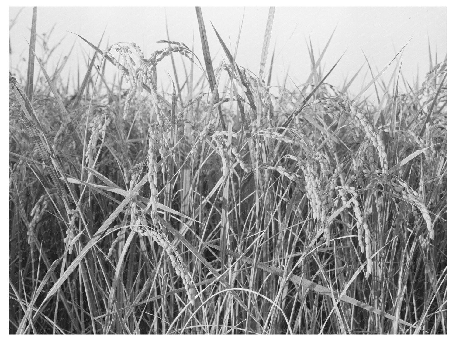 Rice Fields in Crowley Louisiana September 1938