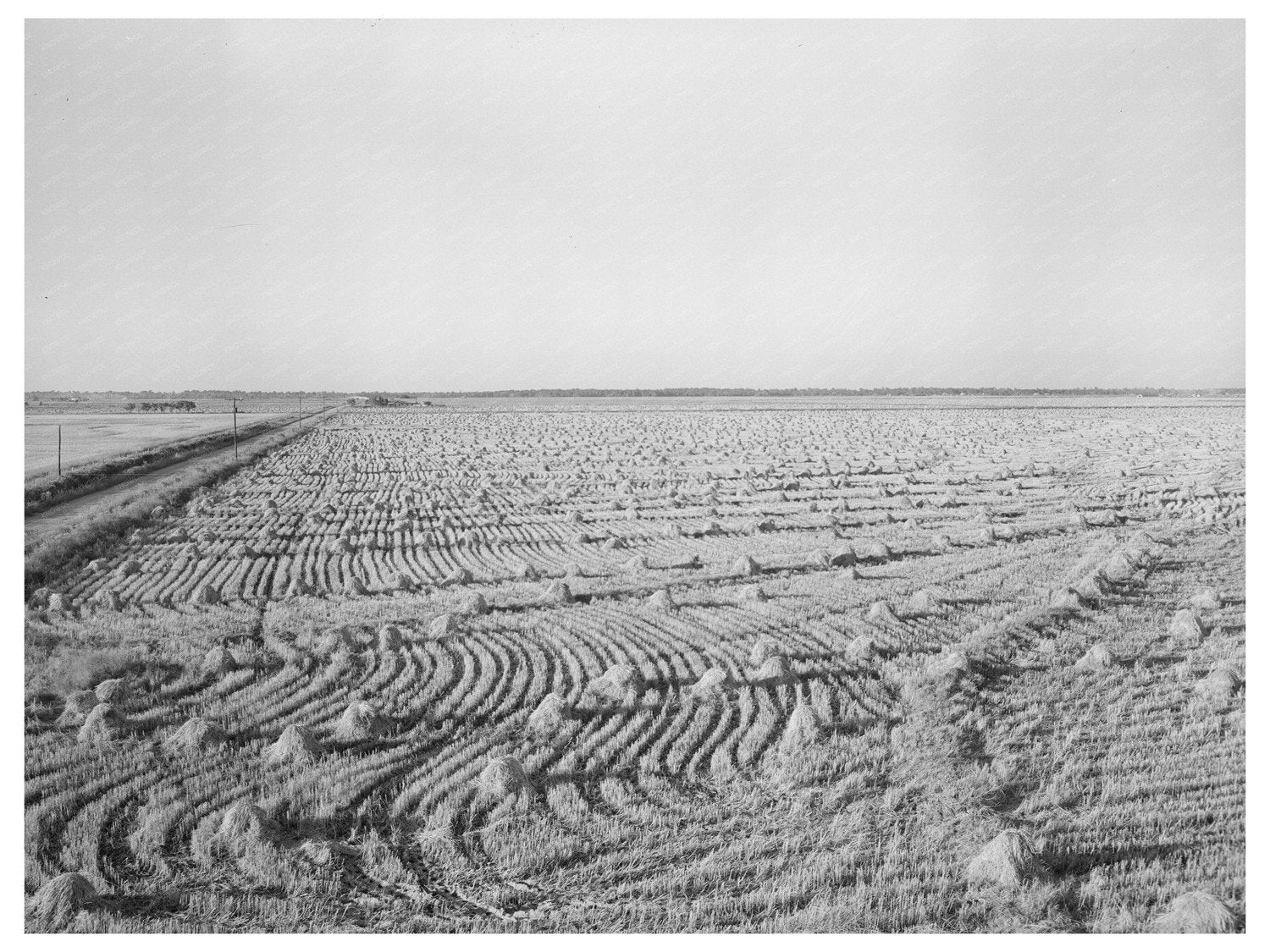 Rice Field in Crowley Louisiana September 1938