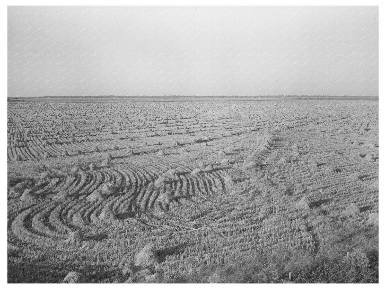 Rice Fields in Acadia Parish Louisiana September 1938