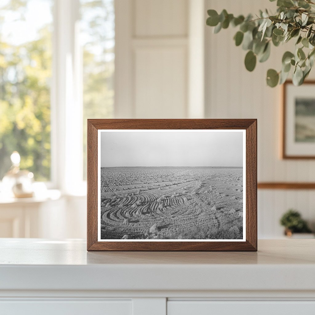 Rice Fields in Acadia Parish Louisiana September 1938