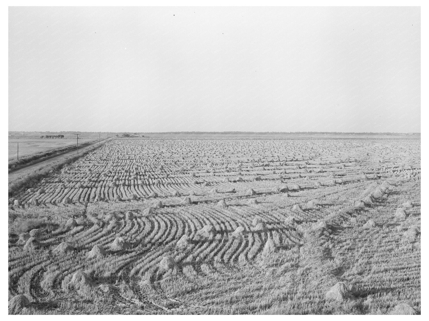 Rice Field in Acadia Parish Louisiana September 1938