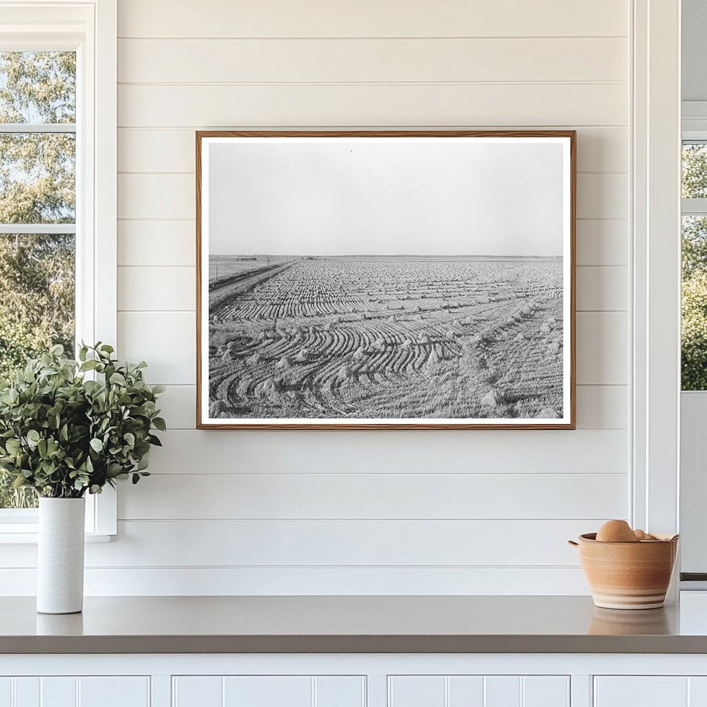 Rice Field in Acadia Parish Louisiana September 1938