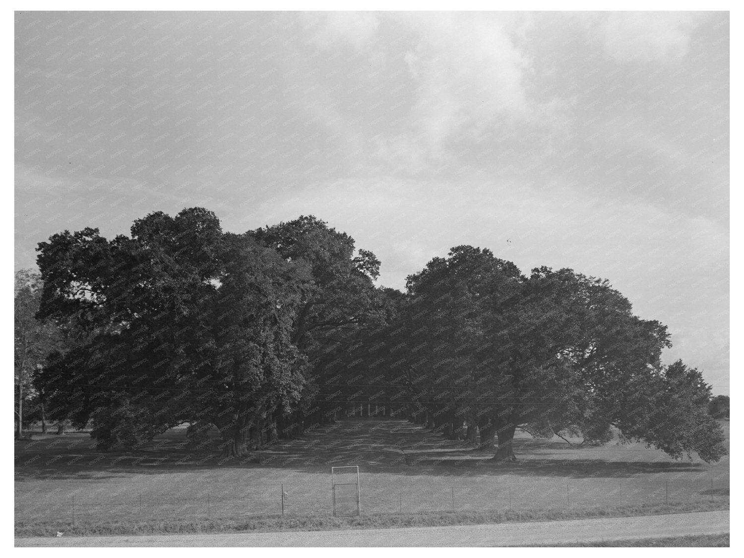 Oak Alley Plantation Vintage Photo Louisiana 1938