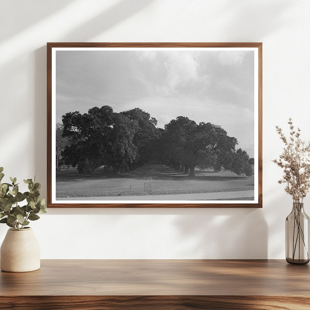 Oak Alley Plantation Vintage Photo Louisiana 1938