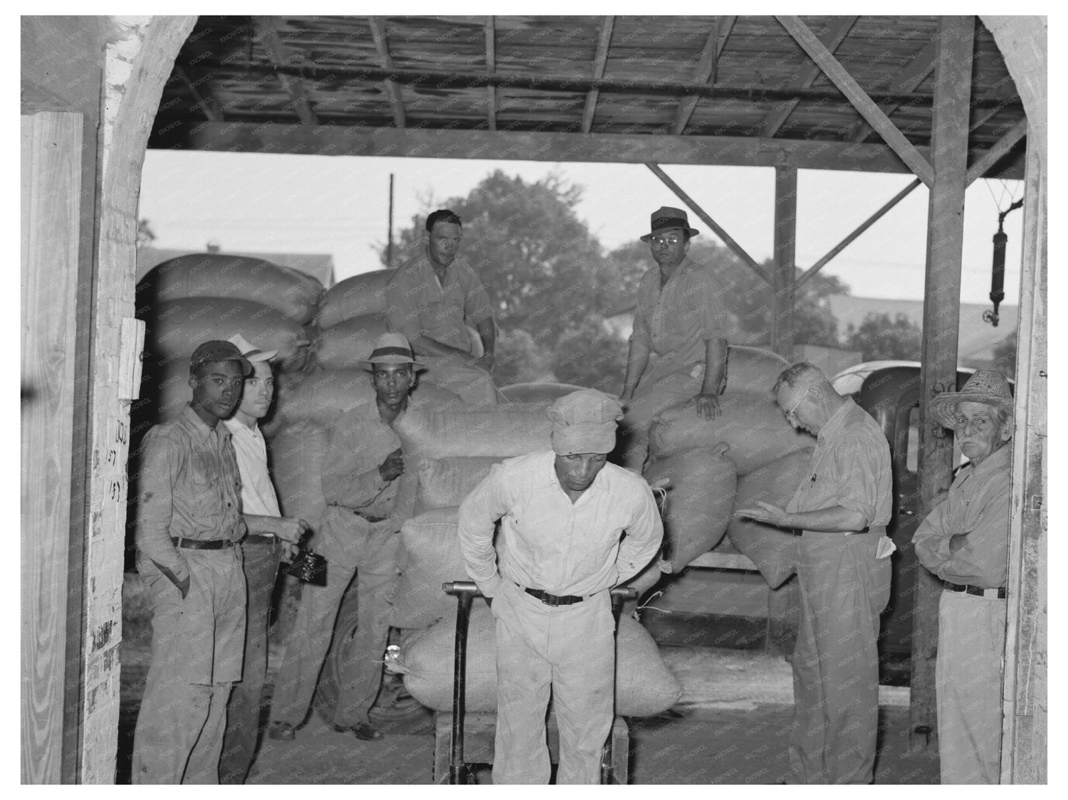 Unloading Rice at Vermilion Parish Ricemill 1938