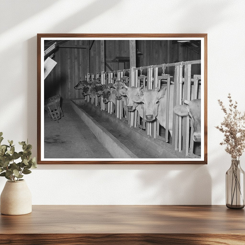 Dairy Barn Cows at Lake Dick Project Arkansas 1938