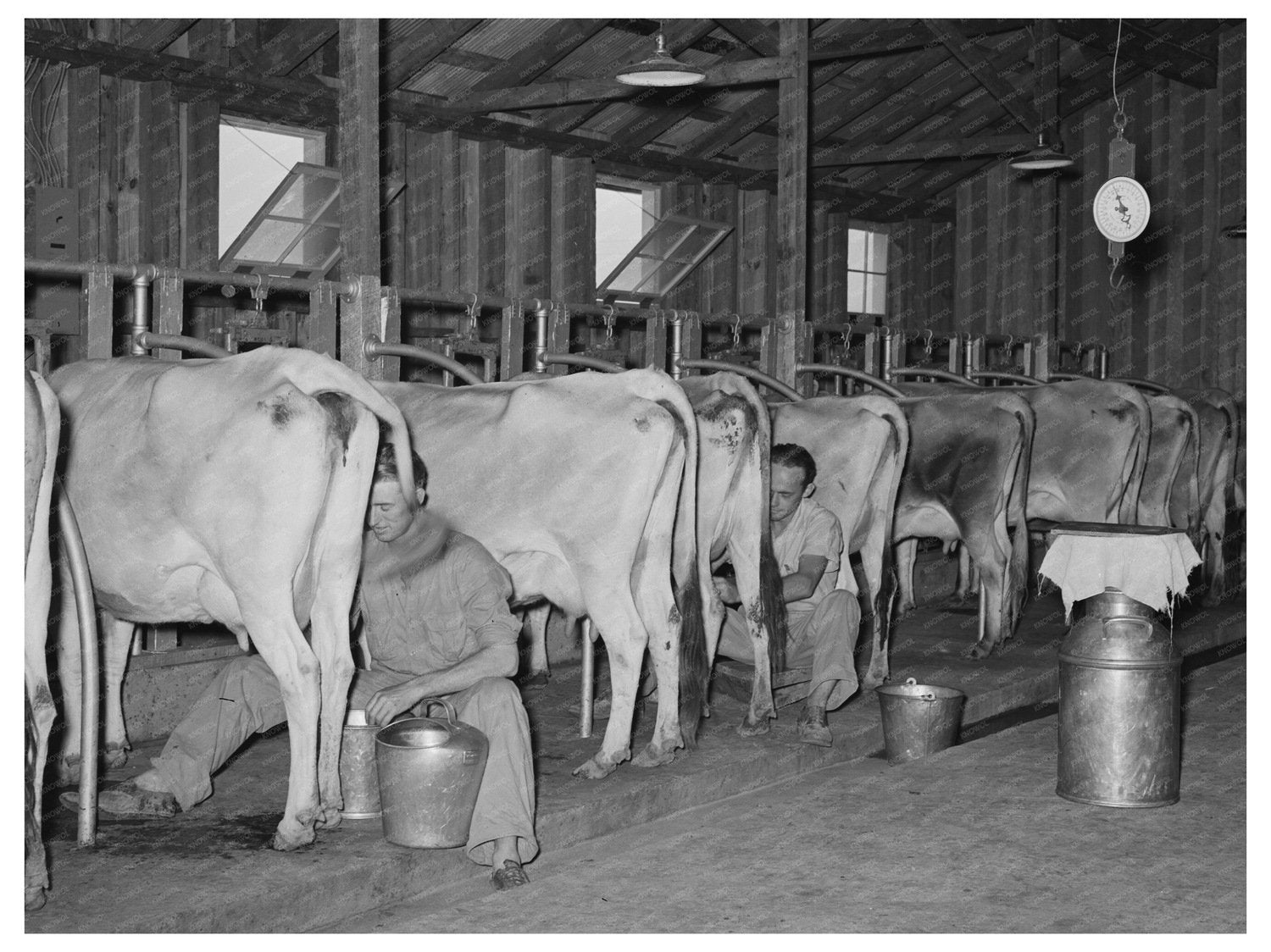 Milking Cows in Dairy Barn Arkansas October 1938