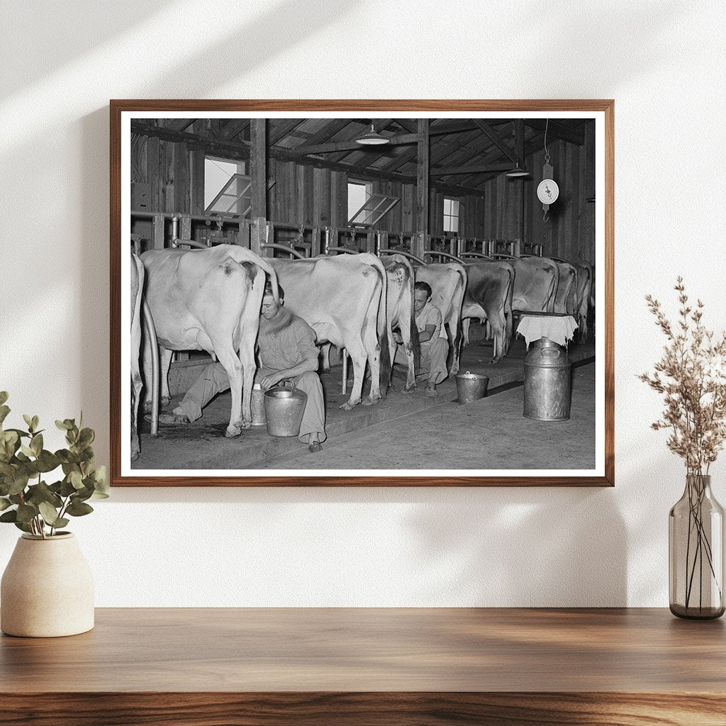 Milking Cows in Dairy Barn Arkansas October 1938