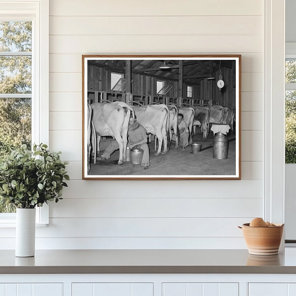 Milking Cows in Dairy Barn Arkansas October 1938