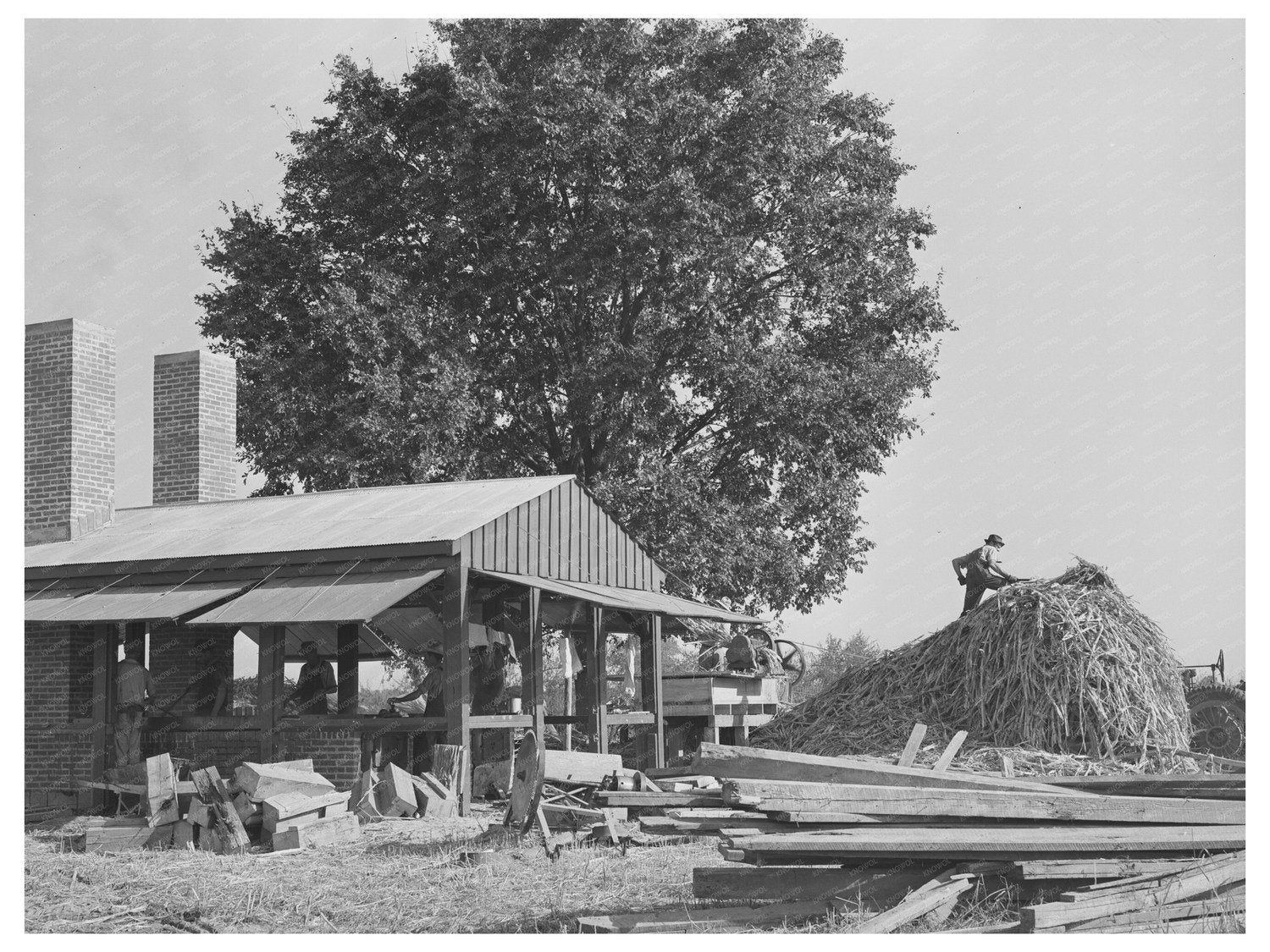 Sorghum Plant Lake Dick Project Jefferson County 1938