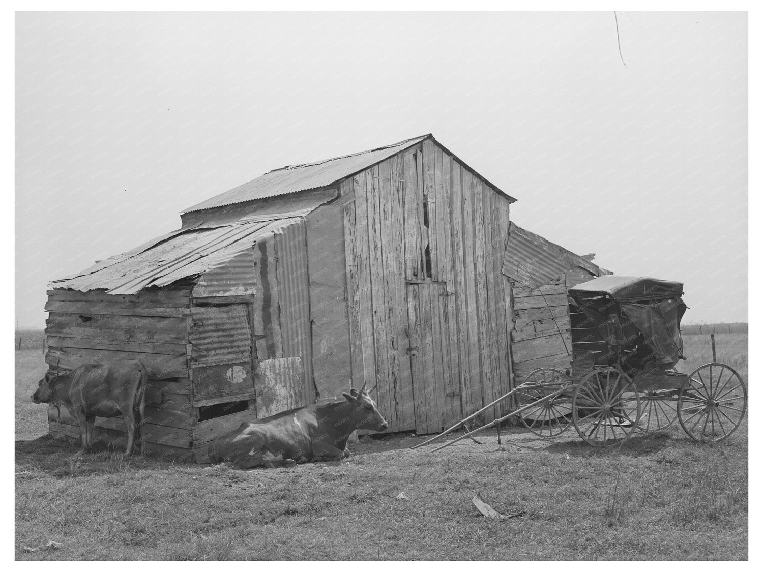 Vintage Barn Cow and Buggy in Lafayette Louisiana 1938